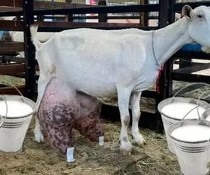 فراوری بز؛ بز بیچاره اینقدر شیر داره که زانوهاش خم شده و رو زمین میکشن میبرشن