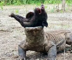 بر مدار وحش؛ کومودو ملعون استخوان های گراز رو شکوند از ماتحت جا کرد تو حلقش