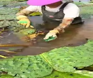 مستند کاوش؛ ما میوه از درخت میچینیم چینیا لا به لای لجن و کثافت مرداب میوه پیدا کردن