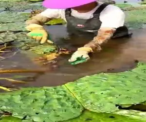 مستند کاوش؛ ما میوه از درخت میچینیم چینیا لا به لای لجن و کثافت مرداب میوه پیدا کردن