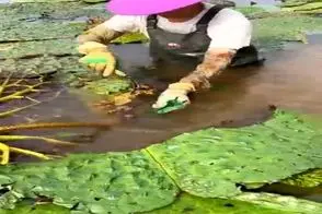 مستند کاوش؛ ما میوه از درخت میچینیم چینیا لا به لای لجن و کثافت مرداب میوه پیدا کردن