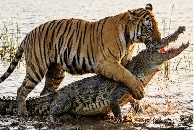 مستند حیات وحش؛ نبرد مرگ و زندگی بین ببر و تمساح