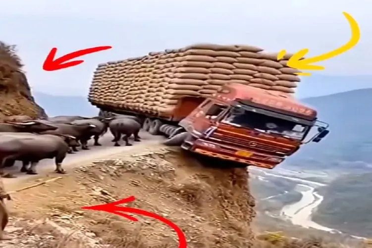 معماری طبیعت؛ چوپان با کج فهمیش همه رو بدبخت کرد حتی گاوهای خودش