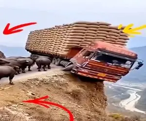 معماری طبیعت؛ چوپان با کج فهمیش همه رو بدبخت کرد حتی گاوهای خودش