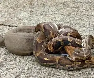 از جذابیت حیات وحش؛ پیتون غول و کومودوی وحشی هر دوتا می خوان همرو نشخوار کنن