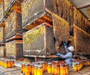 مستند کاوش/ طلای شیرین طبیعت؛ پشت‌صحنه یکی از عظیم‌ترین عملیات زنبورداری دنیا