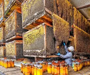 مستند کاوش/ طلای شیرین طبیعت؛ پشت‌صحنه یکی از عظیم‌ترین عملیات زنبورداری دنیا