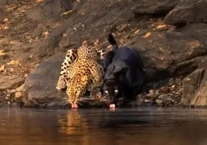 مستند حیات وحش؛ هم نوشی توامان پلنگ با هم نوع سیاهش قلب ها رو تسخیر کرد