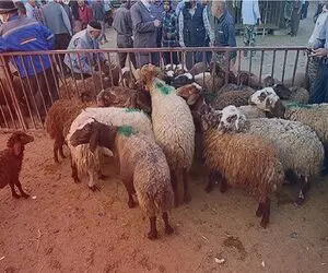 قیمت دام زنده امروز ۶ خرداد ۱۴۰۴‌ + جدول
