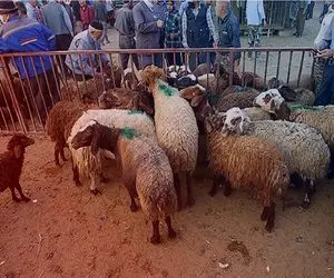 قیمت دام زنده امروز ۶ خرداد ۱۴۰۴‌ + جدول