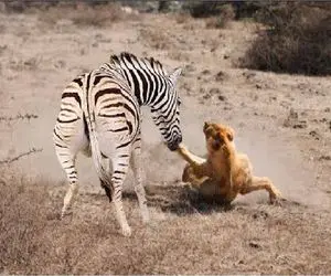 شاهکار حیات وحش؛ خر خطدار شیر شقی از لِنگ میگیره میکشونه رو زمین