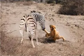 شاهکار حیات وحش؛ خر خطدار شیر شقی از لِنگ میگیره میکشونه رو زمین