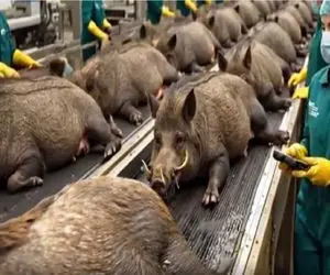 فرآوری گراز؛ گراز تو تله رو خلاص و سلاخی میکنن گوشتش بزنن به بدن روشن شن