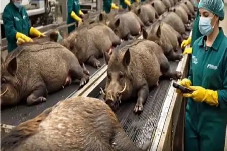 فرآوری گراز؛ گراز تو تله رو خلاص و سلاخی میکنن گوشتش بزنن به بدن روشن شن