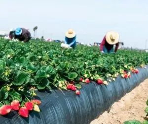 کشاورزی نوین؛ پرورش چند میلیارد توت فرنگی تو مزارع کالیفرنیا با تجهیزات به روز