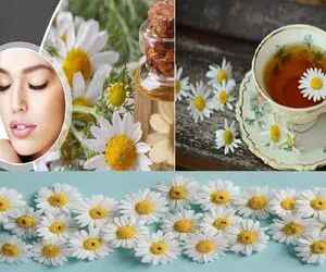 بدون هزینه بدون وقت گذاشتن؛  با دمنوش گیاهی بابونه بریم  به جنگ بیماری ها !