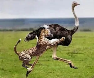 مستند حیات وحش؛ یوزپلنگ یه حیوون سالم تو جنگل نمیزاره به همه حمله میکنه