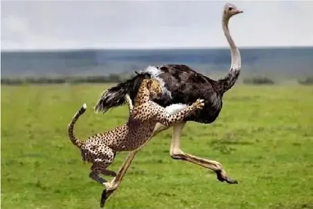 مستند حیات وحش؛ یوزپلنگ یه حیوون سالم تو جنگل نمیزاره به همه حمله میکنه