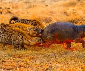 مستند حیات وحش؛ کفتارهای ددمنش پس از محاصره اسب آبی مجروح بلعیدندش