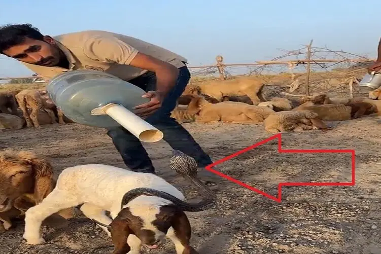 خلاقیت چوپان برای نجات بره اش از دست ماری که دور گلویش پیچیده آفرین دارد