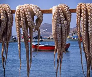 غذای چندش؛ تخم اختاپوس و تو آب نمک میذاره غول پیکر میشه اسلایسی با جعفری سرو میکنه