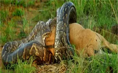 صحنه دهشتناک؛ پیتون گراز، تمساح و حتی گوزن رو میبلعه چیزی نمونده شکمش بترکه