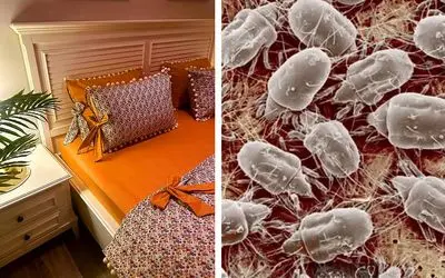 هیولاهای روی روبالشی با شستشو نکردن / روش شستن روبالشی و فاصله زمانی مناسبش