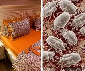 هیولاهای روی روبالشی با شستشو نکردن / روش شستن روبالشی و فاصله زمانی مناسبش