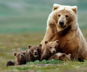 (ویدیو) هواخوری خرس مادر به همراه توله اش در سوادکوه