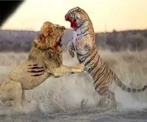 بدایع حیات وحش / نبرد مذبوحانه شیر و ببر برای حفظ حاکمیت