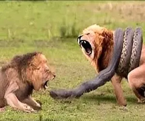 شاهکار حیات وحش؛ پیتون ددمنش با دوتا چرخش پیچید دور شیر و بوفالو مفلوک تناول کرد