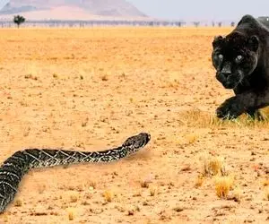 راز بقای رمزآلود؛ مار پیتون خرفت شد و به شکار اشتباهی یورش برد و مصیبت زده شد