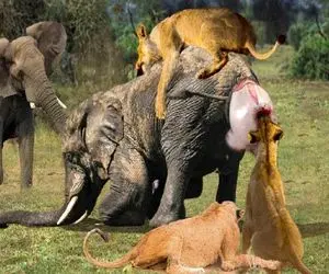 بدایع حیات وحش؛ شیر ددمنش تا فیل باردار مفلوک دید پرید خودشو نوزادشو مثله کرد