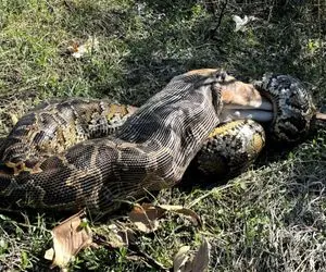 شاهکار حیات وحش؛ پیتون غول پیکر طعمه هرکول رو بلعید شکمش قلمبه شد داره میترکه