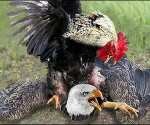 بدایع حیات وحش؛ خروس برای حفاظت از حرمسرای مرغا عقاب بدسگال و خفه کرد لاشخور بلعید