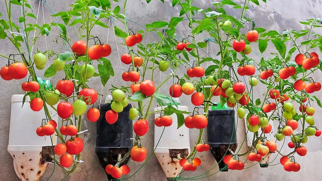 کشاورزی خلاقانه؛ باغچه نداری گوجه رو تو بطری های پلاستیکی بکار آویزون کن روی دیوار