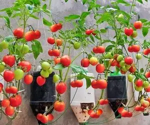 کشاورزی خلاقانه؛ باغچه نداری گوجه رو تو بطری های پلاستیکی بکار آویزون کن روی دیوار