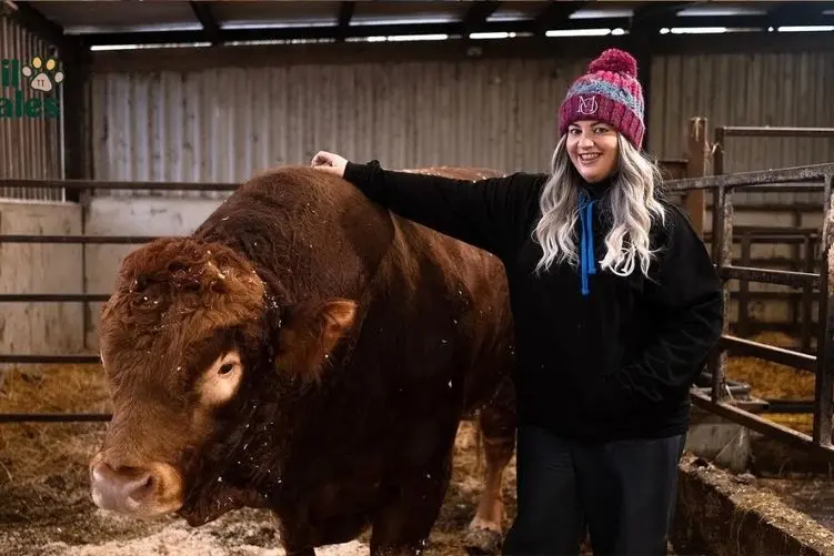 فرآوری گاو؛ گاو نر غول پیکر عاشق این خانومی که بزرگش کرده