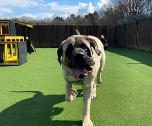 سنگین وزن ترین سگ جهان را بشناسید 