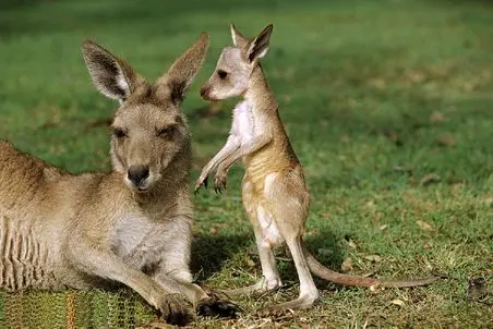 راز بقا؛ بچه کانگورو از دست شکارچی فرار کرد! آخرش که پرید تو بغل مادرش اشکتو درمیاره