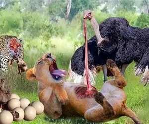 جذابیت حیات وحش؛ پلنگ چش قشنگه بچه شترمرغ ها رو بلعید ننه ش هم شکمش پاره کرد