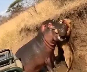 مستند حیات وحش؛ اسب آبی عصبی شیر رو به غلط کردن میندازه