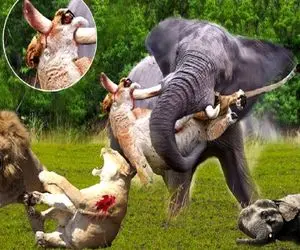 صحنه دهشتناک؛ فیل بدسگال با عاجش دهن شیر و بهم دوخت دیگه نتونه بچه شو نشخوار کنه