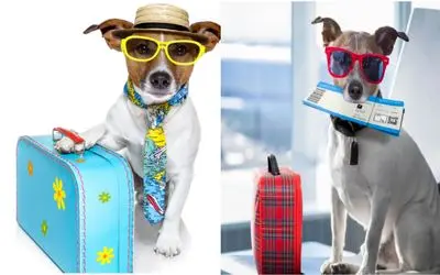 موقع سفر با پتمون چیکار کنیم؟/ صفر تا صد نگهداری و مراقبت از پت خونگی در مسافرت