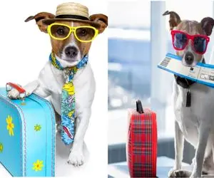 موقع سفر با پتمون چیکار کنیم؟/ صفر تا صد نگهداری و مراقبت از پت خونگی در مسافرت