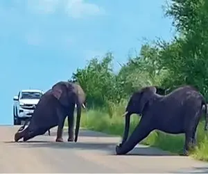 از جذابیت‌های حیات وحش؛ فیلا فکر کردن هنوزم تو سیرکن وسط جاده قر و قمیش میان 