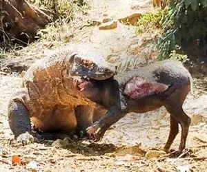 نارام زیان؛ کومودو سفاک با سرعت پلنگ دوید خوکی که مثله کرده بود رو نشخوار کنه