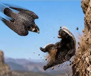 مستند حیات وحش؛ حمله گورکن عسل‌خوار به لانه شاهین بحری