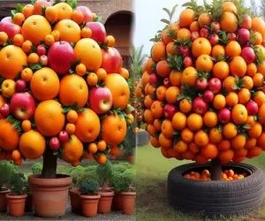 کشاورزی نوین؛ با خمیر دندون لیمو و پرتقال رو پیوند زد هردونه اش یک کیلوعه