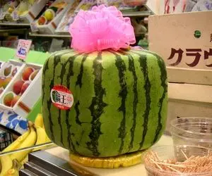 کشاورزی خلاقانه؛ چجوری هندونه مربعی بکاریم؟ تو ژاپن کاشتن توش رزده رگه های قرمز داره